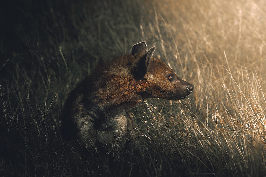 Nature Photograph - Spotted Hyena by Sherif Abdallah