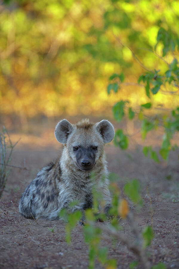 Spotted Hyena Sitting On Ground Close To Den. Botswana. Photograph by ...