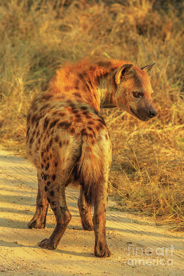 Spotted Hyena South Africa Photograph by Benny Marty