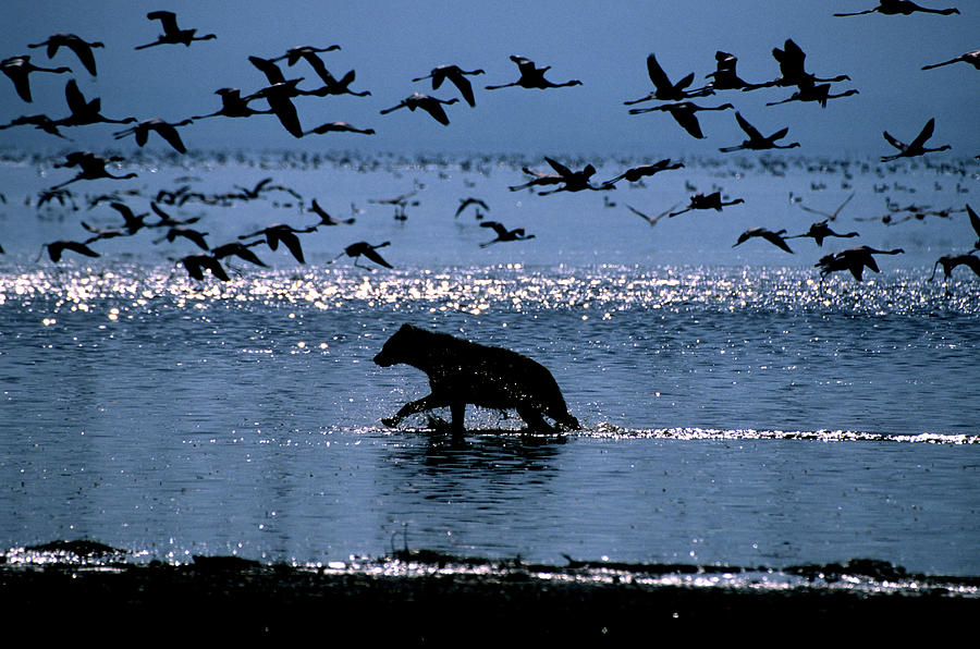 Spotted Hyena Stalks Flamingoes On Lake Photograph by David Cayless