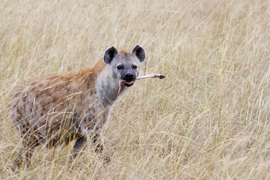 Spotted Hyena With Gazelle Leg Photograph by Ivan Kuzmin