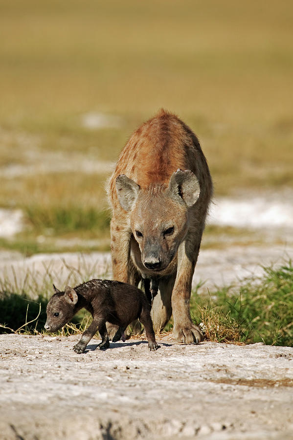 Spotted Hyena With Young Crocuta Photograph by Nhpa