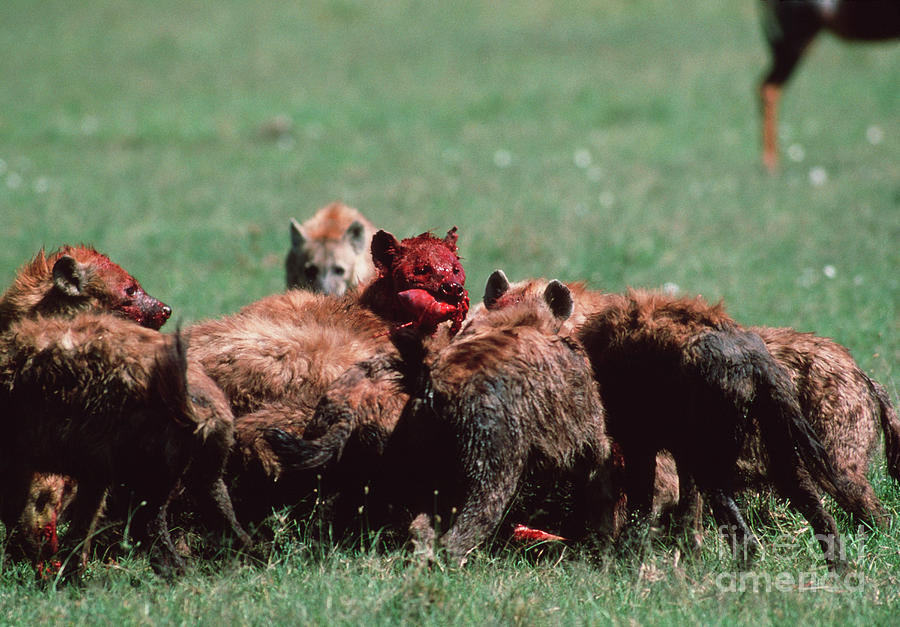Spotted Hyenas Photograph by John Reader/science Photo Library