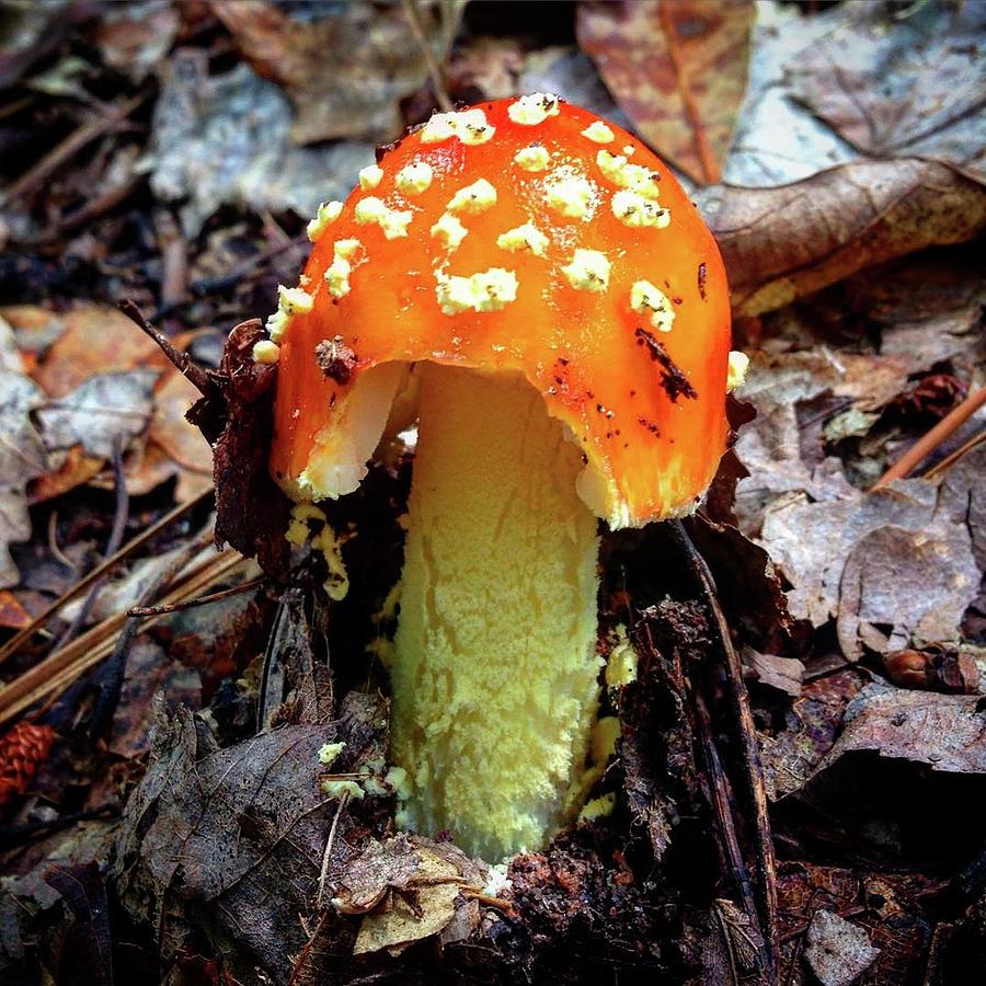 Mushroom Photograph - Spotted in the Woods by Trena Myers