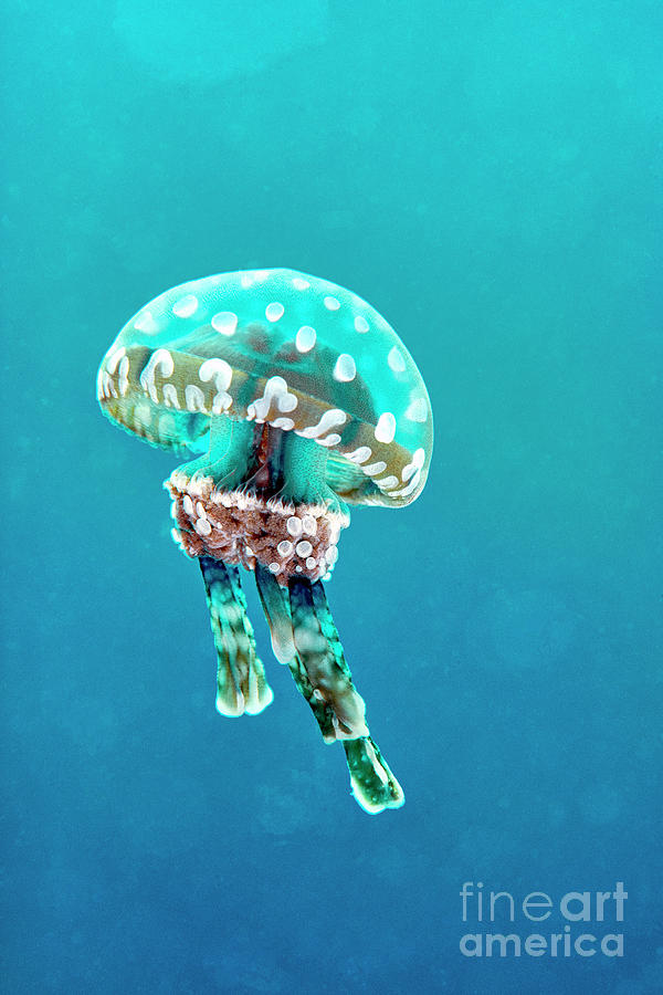 spotted jellyfissh