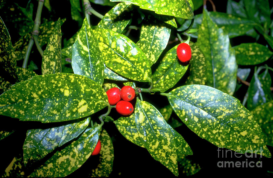 Spotted Laurel Photograph by Rosemary Greenwood/science Photo Library