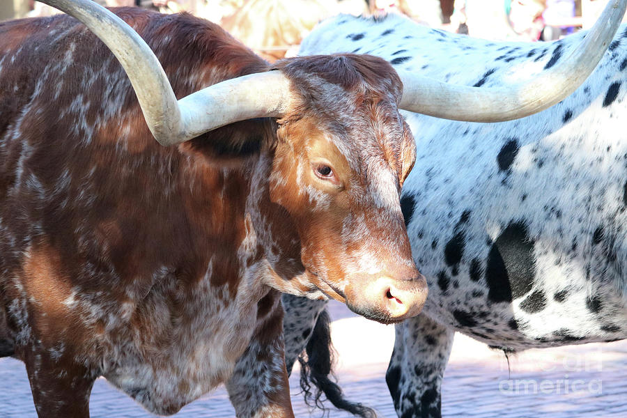 Spotted Longhorns Photograph by Carol Groenen