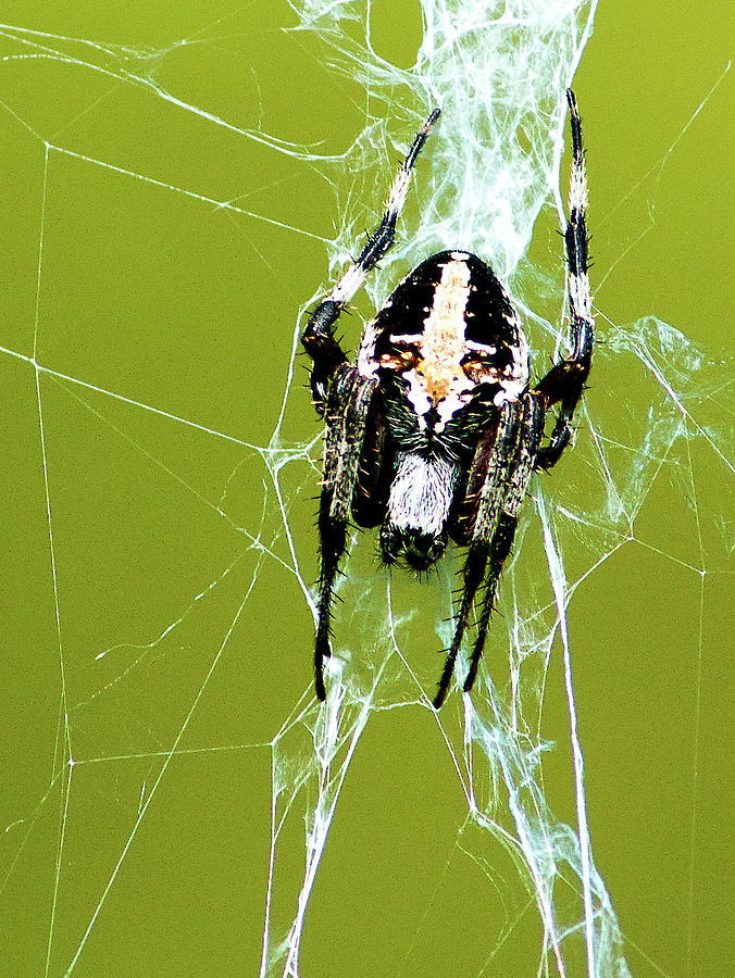 Spotted Orb-weaver Photograph