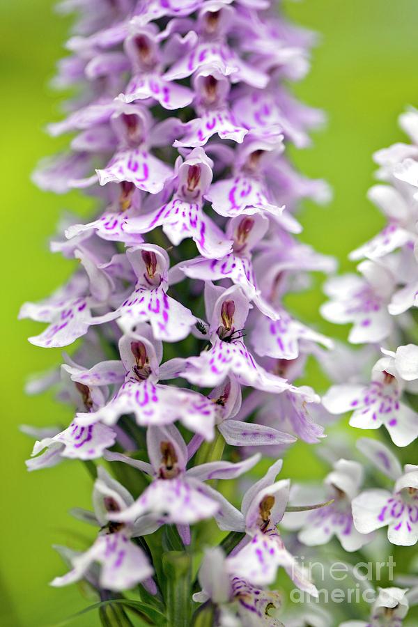 Spotted Orchid (dactylorhiza Fuchsii) Photograph by Dr Keith Wheeler/science Photo Library