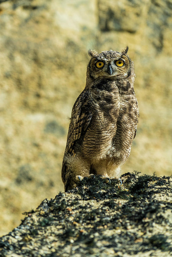 Spotted Owl Digital Art by Manfred Bortoli
