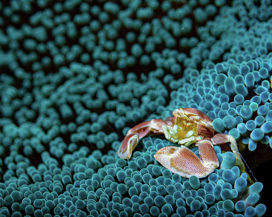Spotted Porcelain Crab Neopetrolisthes Photograph by Bruce Shafer