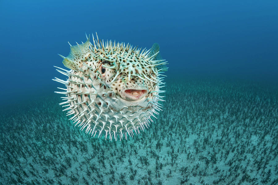 Spotted Porcupinefish, Inflated With Seawater, Hawaii Photograph by ...