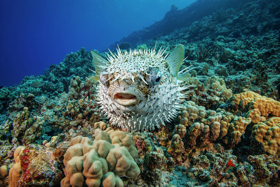Spotted Porcupinefish Swimming Over A Reef, Hawaii Photograph by David