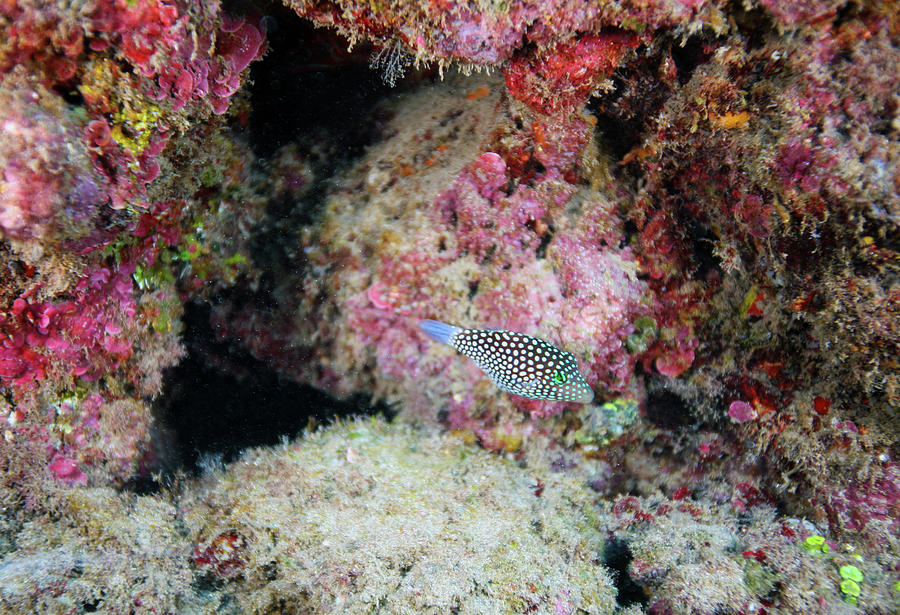 Spotted Puffer Photograph by Anthony Jones
