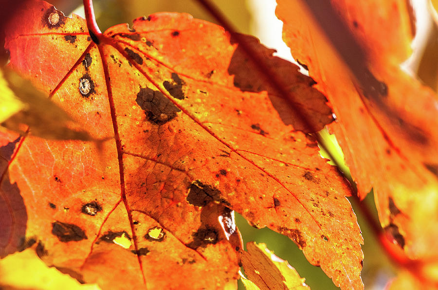 Spotted Red Leaf by James L Bartlett Spotted Red Leaf by James L Bartlett