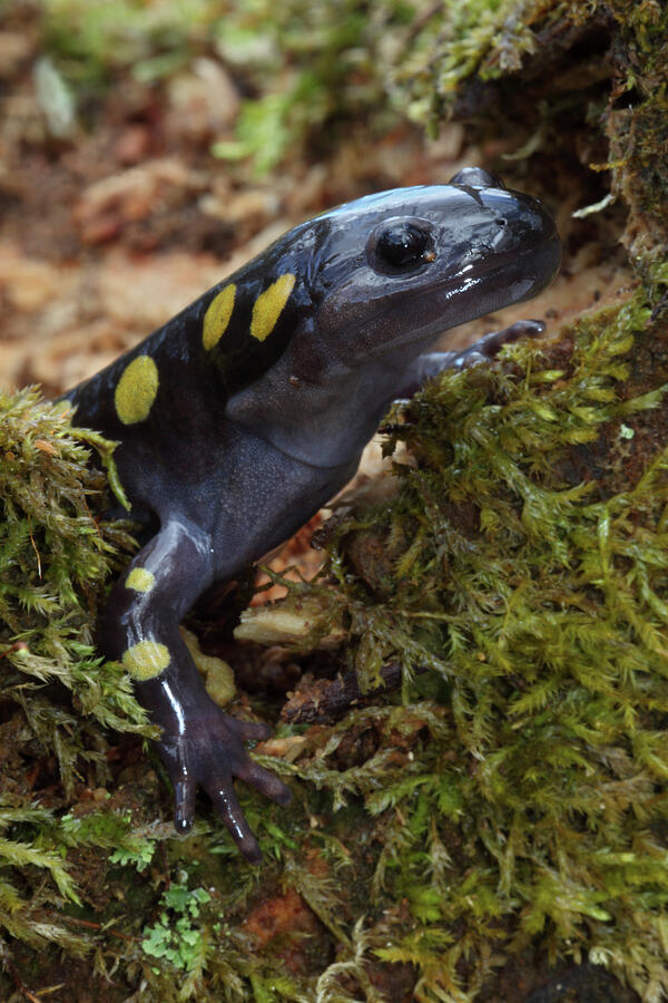 Spotted Salamander In Early Spring Migration To Woodland Photograph by ...