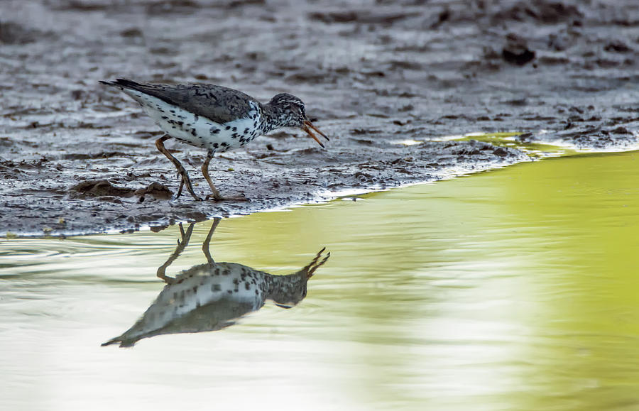 Spotted Sandpiper 8804-042819 Photograph by Tam Ryan