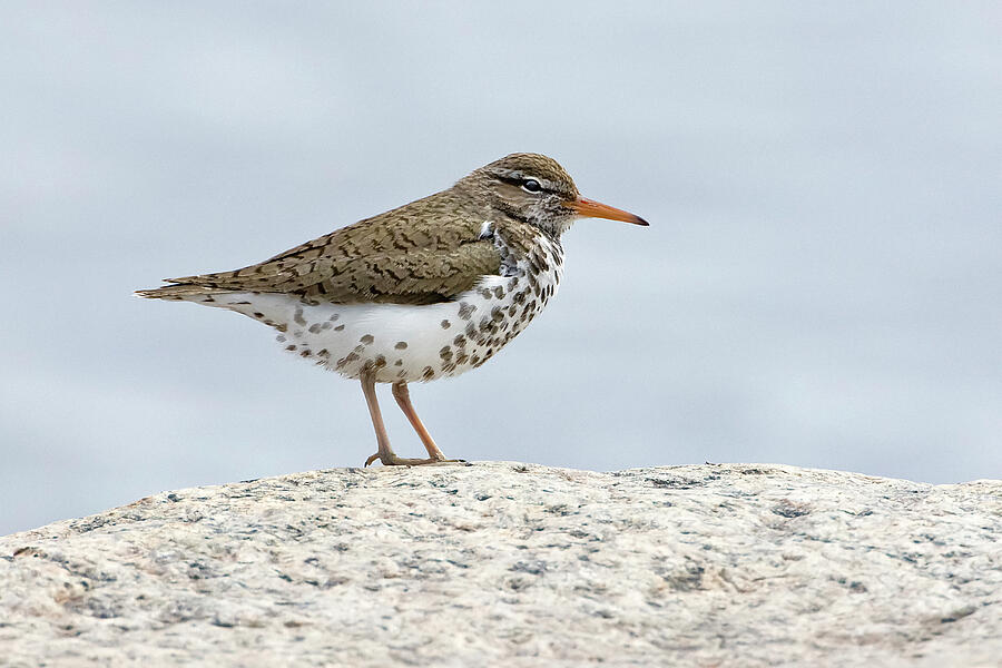 Spotted Sandpiper Adult, At Breeding Area, Churchill Photograph by Melvin Grey / Naturepl.com Spotted Sandpiper Adult, At Breeding Area, Churchill Photograph by Melvin Grey / Naturepl.com