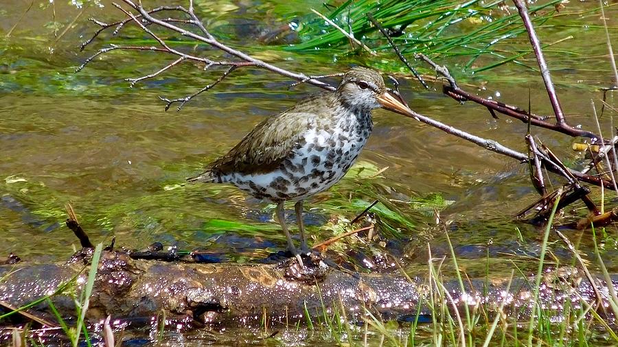 Spotted Sandpiper Photograph by Dan Miller