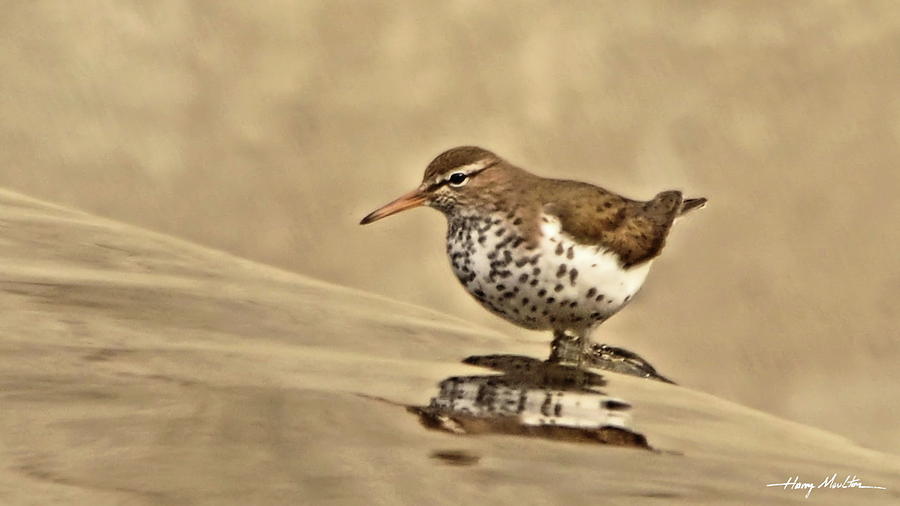 Spotted Sandpiper Photograph by Harry Moulton