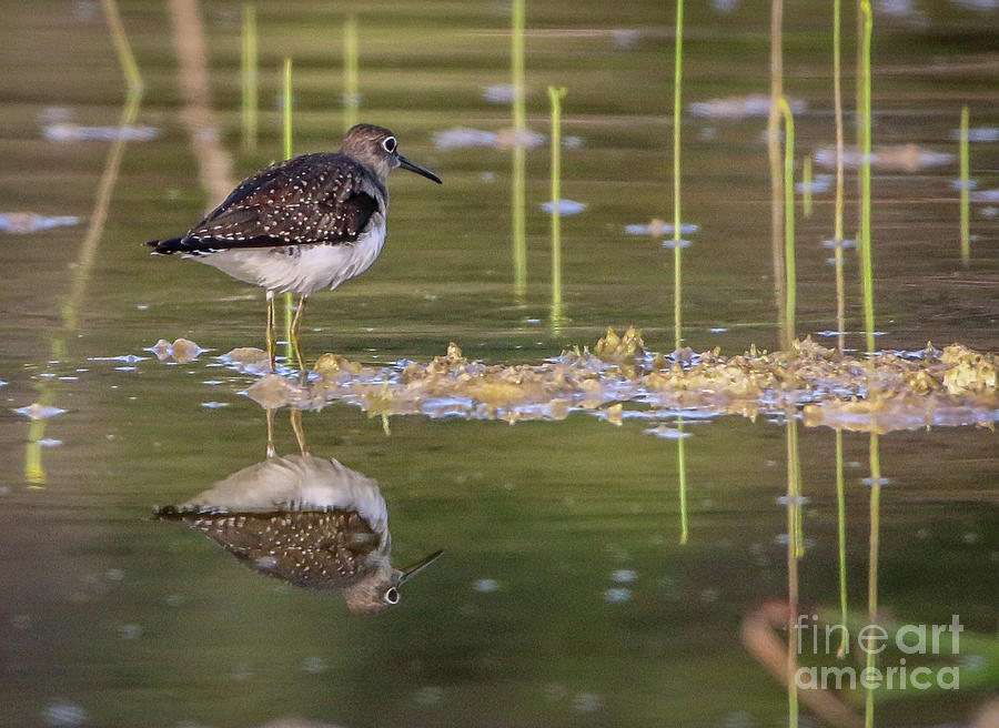 Spotted Sandpiper Reflection Photograph by Tom Claud