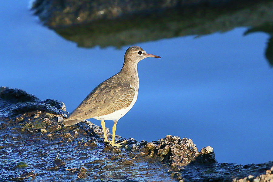 Spotted Sandpiper Photograph by Shoal Hollingsworth