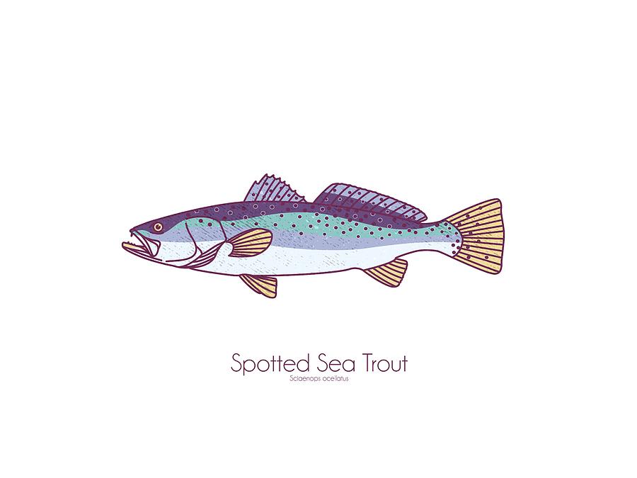 Spotted Sea Trout Digital Art by Kevin Putman