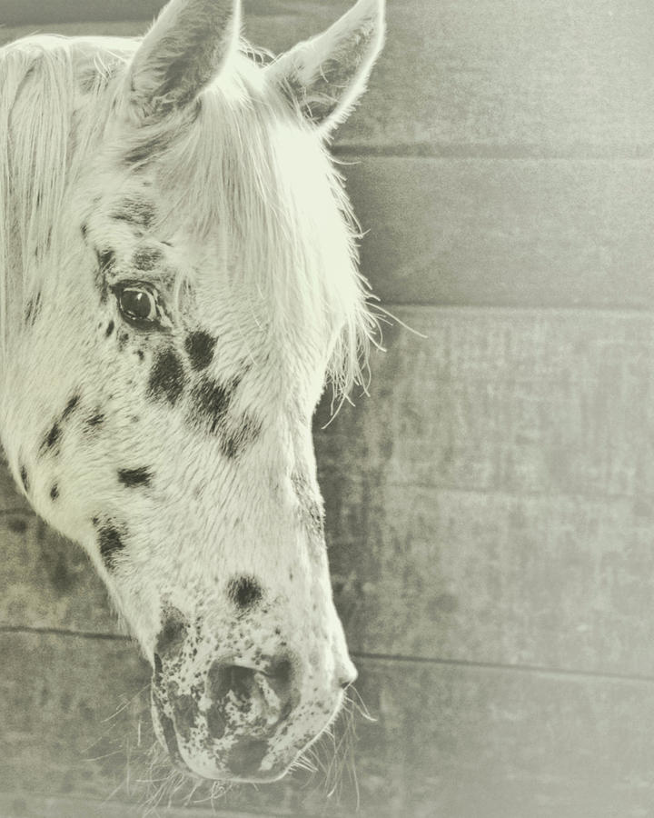 Spotted Skittles Art Photograph by Dressage Design