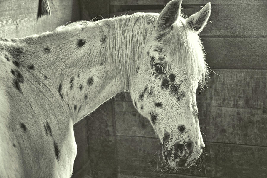 Spotted Skittles Photograph by Dressage Design