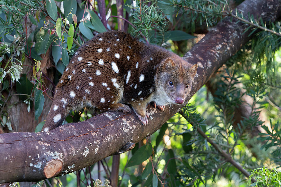 Spotted Tailed Quoll On Branch Photograph by Suzi Eszterhas