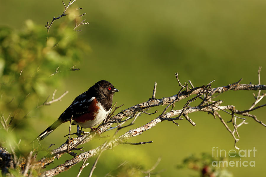 Spotted Towhee by Beve Brown-Clark Photography Spotted Towhee by Beve Brown-Clark Photography