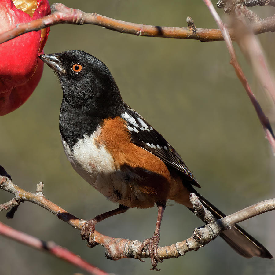 Spotted Towhee Eating Red Apple  Photograph by Kathleen Bishop