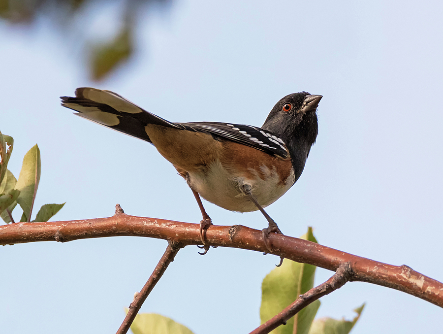 Spotted Towhee in a Tree Photograph by Loree Johnson
