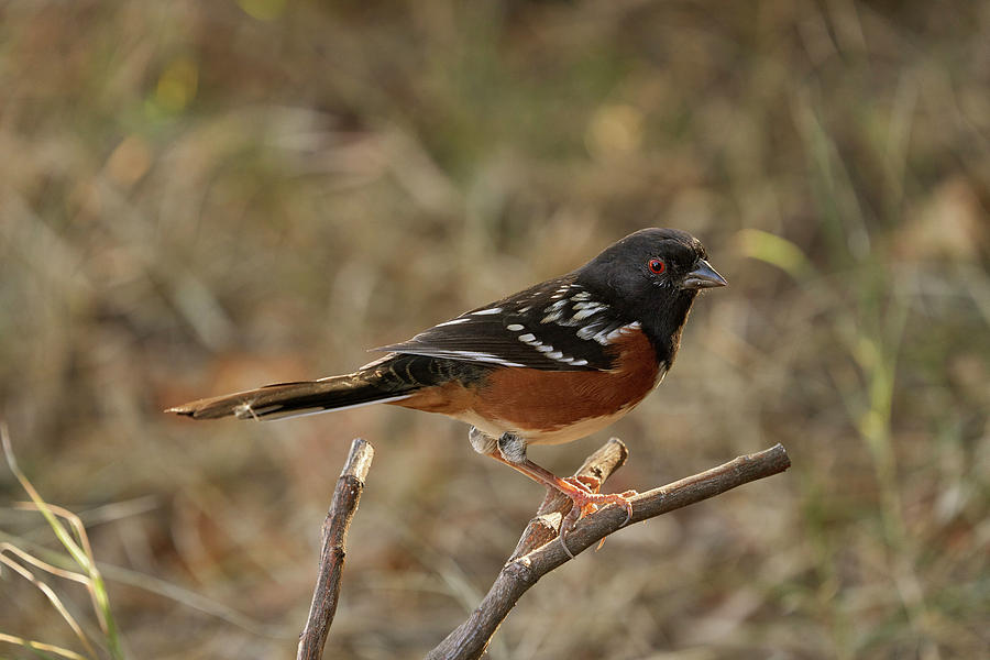 Spotted Towhee, Sacramento County California by Doug Herr Spotted Towhee, Sacramento County California by Doug Herr