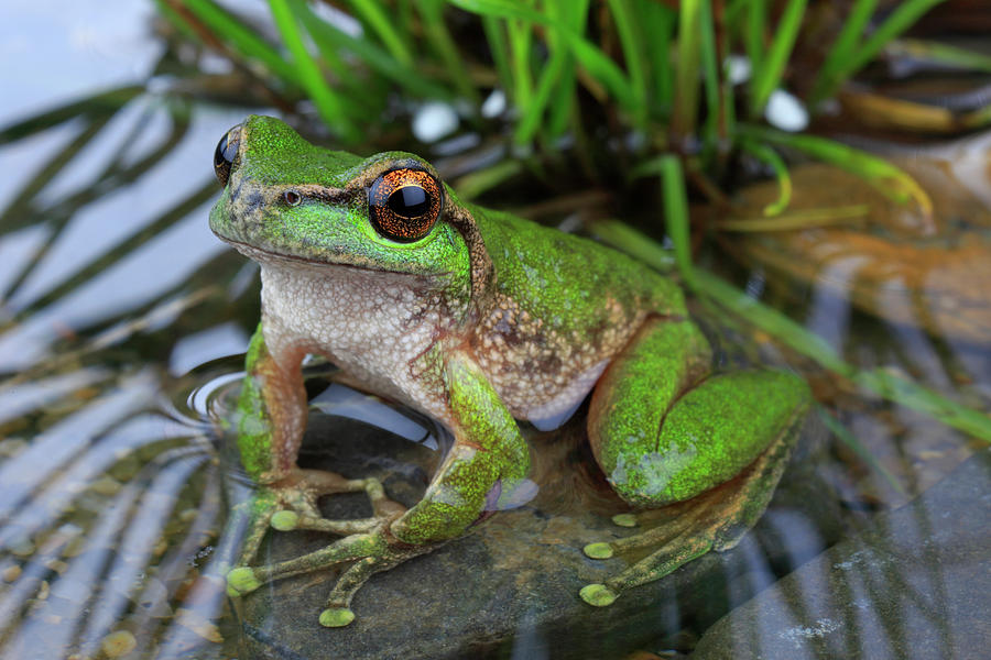 Spotted Tree Frog Male, Northeastern Victoria, Australia Photograph by