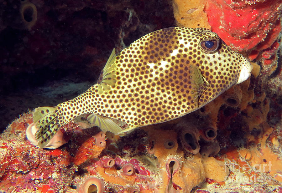 Spotted Trunkfish 6 Photograph by Daryl Duda - Pixels