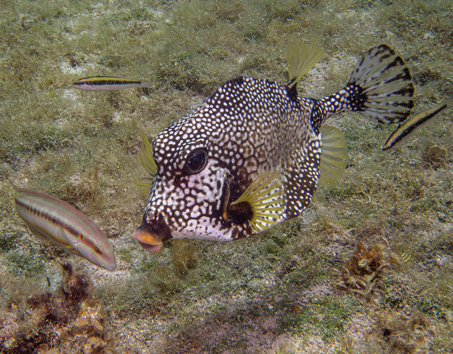 Spotted Trunkfish Photograph by Jean Noren