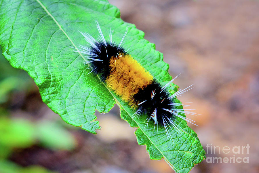 Spotted Tussock Moth Caterpillar Photograph