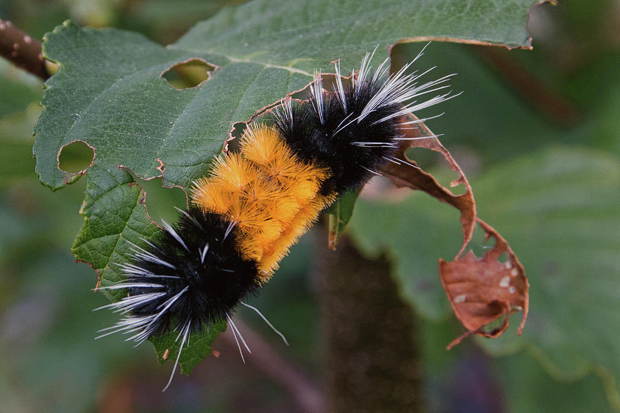 Spotted Tussock moth Larva Photograph by Michael Harlow Photographics