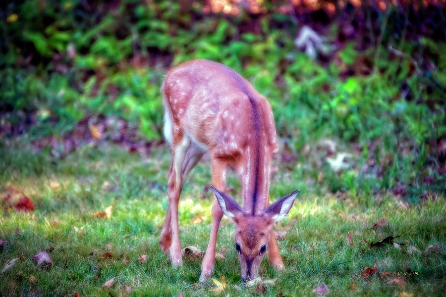 Spotted Whitetail Fawn Photograph by Brian Wallace