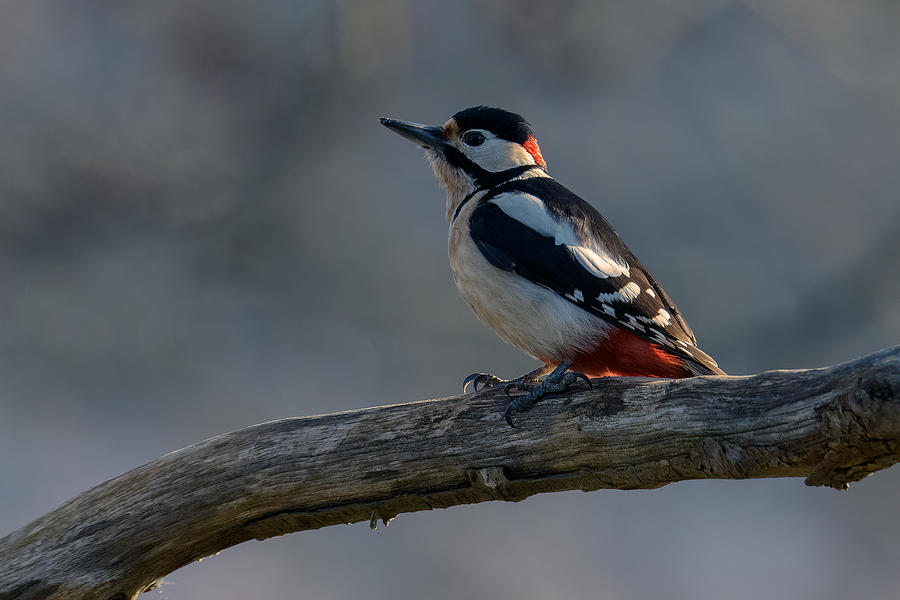 Animal Photograph - Spotted Woodpecker by Marco Galimberti