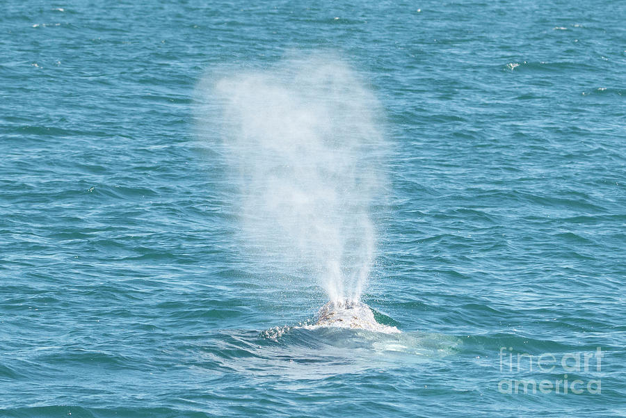 Spouting Gray Whale Photograph by Loriannah Hespe | Fine Art America