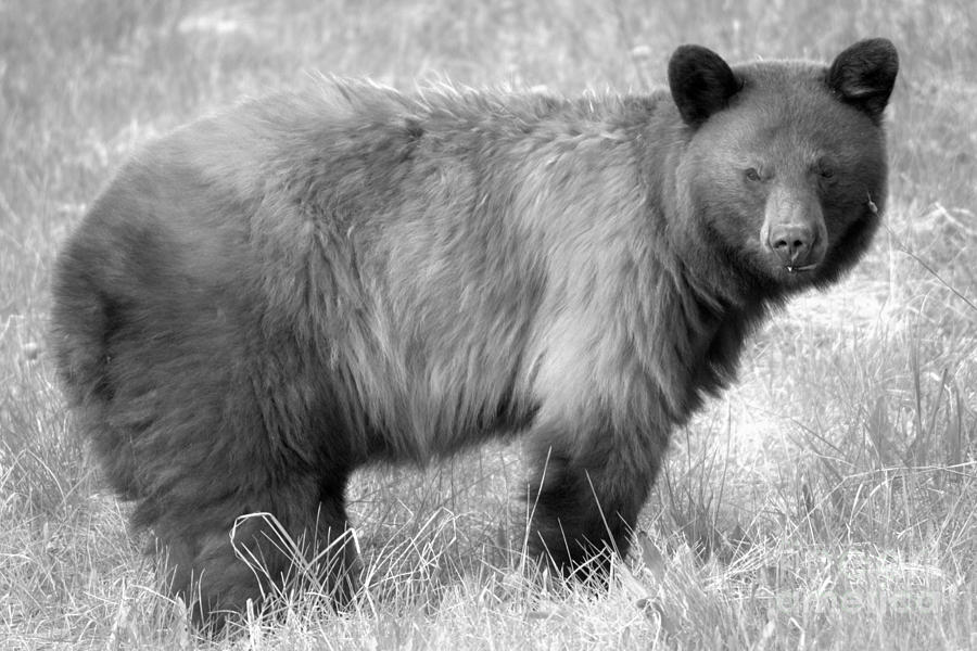Spray Lake Black Bear Sow Black And White Photograph by Adam Jewell
