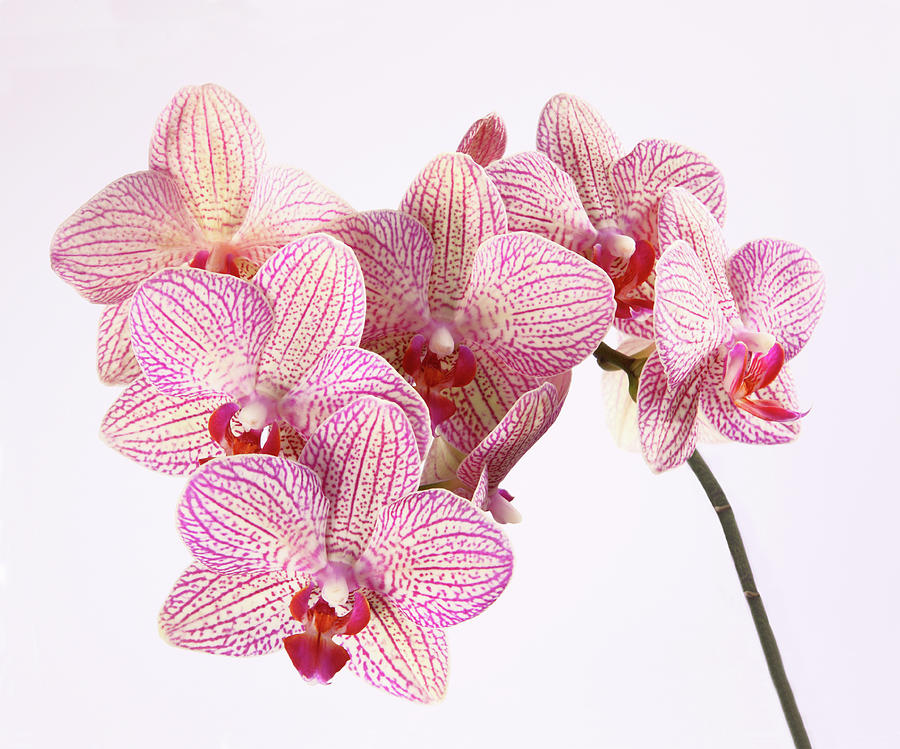 Spray Of Patterned Orchid Flowers Photograph by Rosemary Calvert