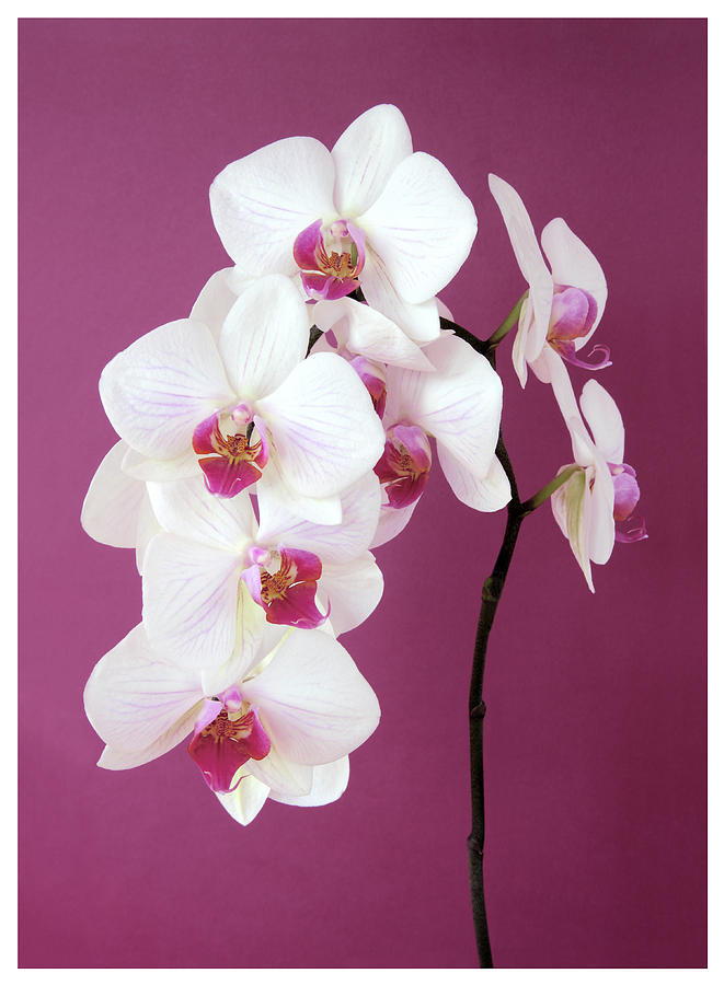 Spray Of White And Pink Orchid Flowers Photograph by Rosemary Calvert