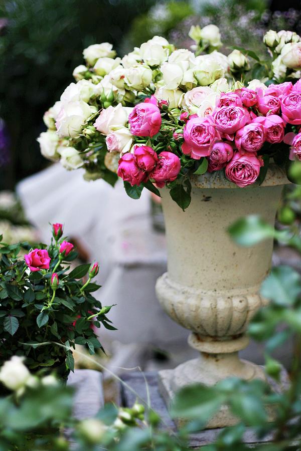 Spray Roses In Stone Urn Photograph by Alexandra Panella