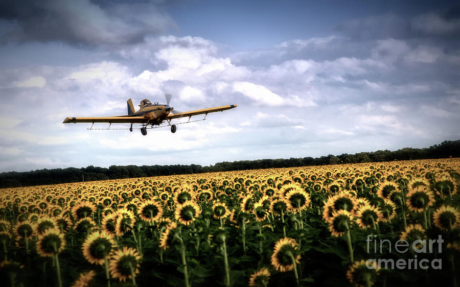 Spraying the Sunflowers Photograph by Fred Lassmann Fine Art America