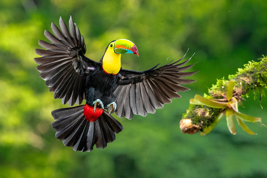 Jungle Photograph - Spread Wings by Hung Tsui