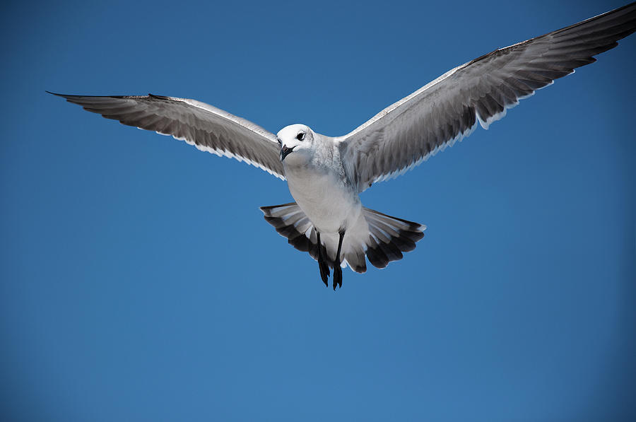 Spread Wings by Olga Melhiser Photography