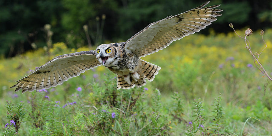 Owl Photograph - Spread Your Wings And Fly by Darlene Hewson